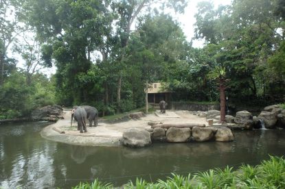 Asiatisk elefant