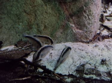 Corydoras granti