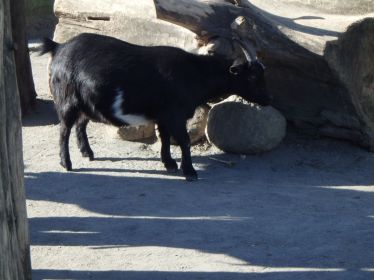 West African Dwarf goat